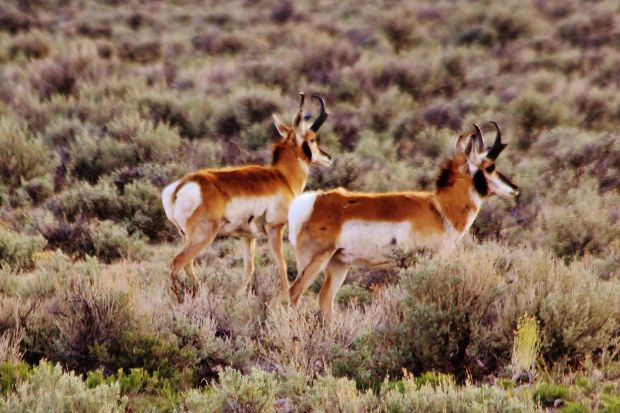 Antelope